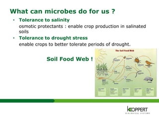 What can microbes do for us ?
• Tolerance to salinity
osmotic protectants : enable crop production in salinated
soils
• Tolerance to drought stress
enable crops to better tolerate periods of drought.
Soil Food Web !
 