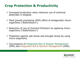 Crop Protection & Productivity
 Increased production when intensive use of chemical
pesticides is stopped.
 Plant growth promoting (PGP) effect of antagonistic micro-
organisms (“biofertilizers”).
 Reduction of use of chemical fertilizers by applying micro-
organisms (“biofertilizers”).
 Protection against salt stress and drought stress by using
micro-organisms.
 Convergence of Integrated Pest & Disease Management
(IPM) and Integrated Soil & Nutrient Management (INM).
 