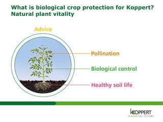 What is biological crop protection for Koppert?
Natural plant vitality
 