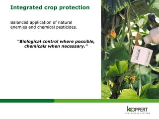 Integrated crop protection
Balanced application of natural
enemies and chemical pesticides.
“Biological control where possible,
chemicals when necessary.”
 