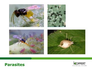 Parasites
 