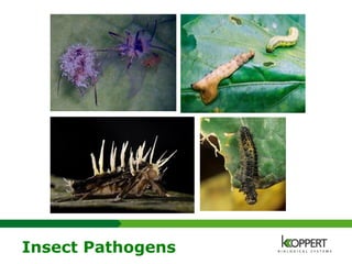 Insect Pathogens
 