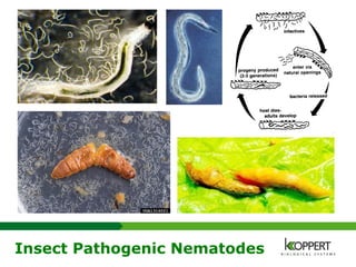 Insect Pathogenic Nematodes
 