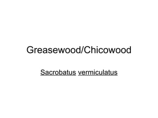 Greasewood/Chicowood 
Sacrobatus vermiculatus 
 