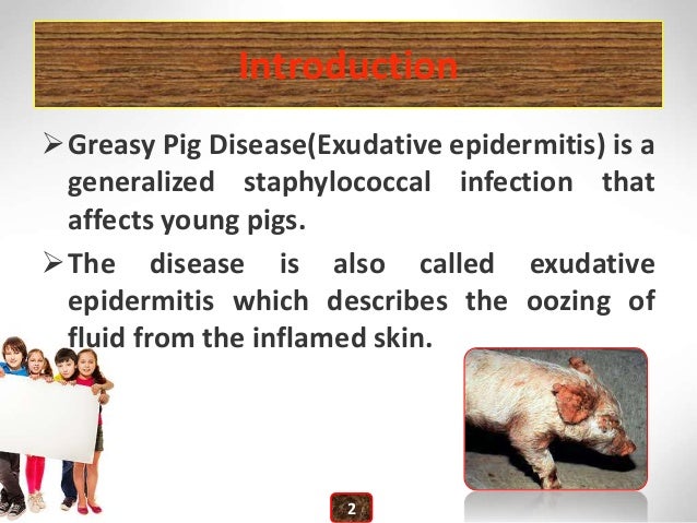 Greasy Pig Disease