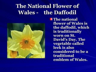 The National Flower of  Wales -  the Daffodil   The national flower of Wales is the daffodil, which is traditionally worn on St. David’s Day. The vegetable called leek is also considered to be a traditional emblem of Wales.   