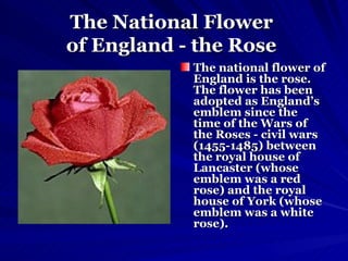 The National Flower  of England - the Rose   The national flower of England is the rose. The flower has been adopted as England’s emblem since the time of the Wars of the Roses - civil wars (1455-1485) between the royal house of Lancaster (whose emblem was a red rose) and the royal house of York (whose emblem was a white rose).   