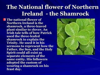 The National flower of Northern  Ireland  - the Shamrock  The national flower of Northern Ireland is the shamrock, a three-leaved plant similar to clover. An Irish tale tells of how Patrick used the three-leafed shamrock to explain the Trinity. He used it in his sermons to represent how the Father, the Son, and the Holy Spirit could all exist as separate elements of the same entity. His followers adopted the custom of wearing a shamrock on his feast day.   