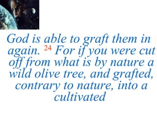 God is able to graft them in again.   24   For if you were cut off from what is by nature a wild olive tree, and grafted, contrary to nature, into a cultivated  