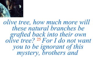 olive tree, how much more will these natural branches be grafted back into their own olive tree?   25   For I do not want you to be ignorant of this mystery, brothers and  