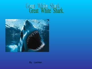 By  Lachlan Great  White  Shark. 