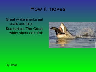 How it moves Great white sharks eat seals and tiny Sea turtles. The Great white shark eats fish By Ronan