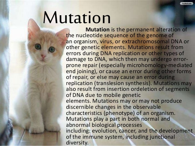 factors-affecting-allele-changes-in-frequency-mutation