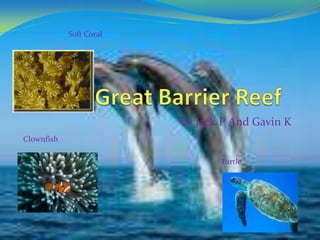 Great Barrier Reef By Jack P And Gavin K Soft Coral Clownfish Turtle 