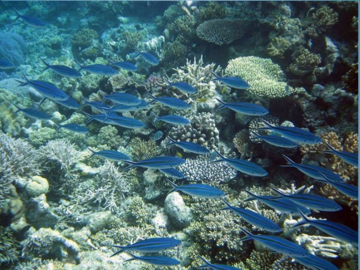 Octopus's Garden Great barrier reef