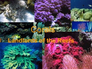 Corals
Landlords of the Reefs
 