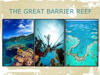 THE GREAT BARRIER REEF
 