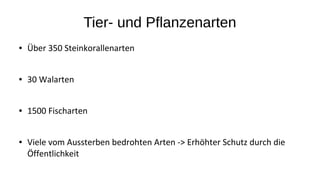 Tier- und Pflanzenarten
● Über 350 Steinkorallenarten
● 30 Walarten
● 1500 Fischarten
● Viele vom Aussterben bedrohten Arten -> Erhöhter Schutz durch die
Öffentlichkeit
 