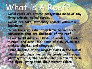 What is A Reef?Coral reefs are diverse ecosystems made of tiny living animals, called corals.