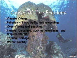 Home to some of the largest clams in the world!