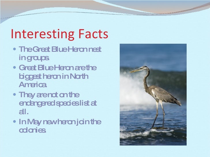 Great Blue Heron2