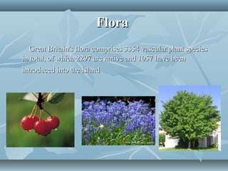 FloraFlora
Great Britain's flora comprises 3354 vascular plant speciesGreat Britain's flora comprises 3354 vascular plant species
in total, of which 2297 are native and 1057 have beenin total, of which 2297 are native and 1057 have been
introduced into the islandintroduced into the island
 