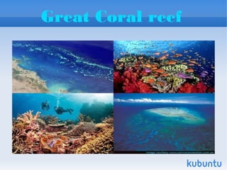 Great Coral reef
 