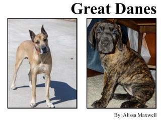 Great Danes
By: Alissa Maxwell
 