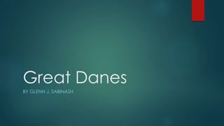 Great Danes
BY GLENN J. SABINASH
 