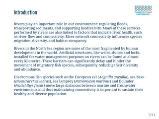 Introduction
Rivers play an important role in our environment: regulating floods,
transporting sediments, and supporting biodiversity. Many of these services
performed by rivers are also linked to factors that indicate river health, such
as river flow and connectivity. River network connectivity influences species
migration, diversity, and habitat occupancy.
Rivers in the North Sea region are some of the most fragmented by human
development in the world. Artificial structures, like weirs, sluices and locks,
installed for water management purposes on rivers can be found at almost
every kilometre. These barriers can significantly delay and hinder the
movement of migratory fish species, subsequently reducing their diversity
and abundance.
Diadromous fish species such as the European eel (Anguilla anguilla), sea bass
(Dicentrarchus labrax), sea lamprey (Petromyzon marinus) and flounder
(Platichthys flesus) move large distances between marine and freshwater
environments and thus maintaining connectivity is important to sustain their
healthy and diverse population.
3/14
 
