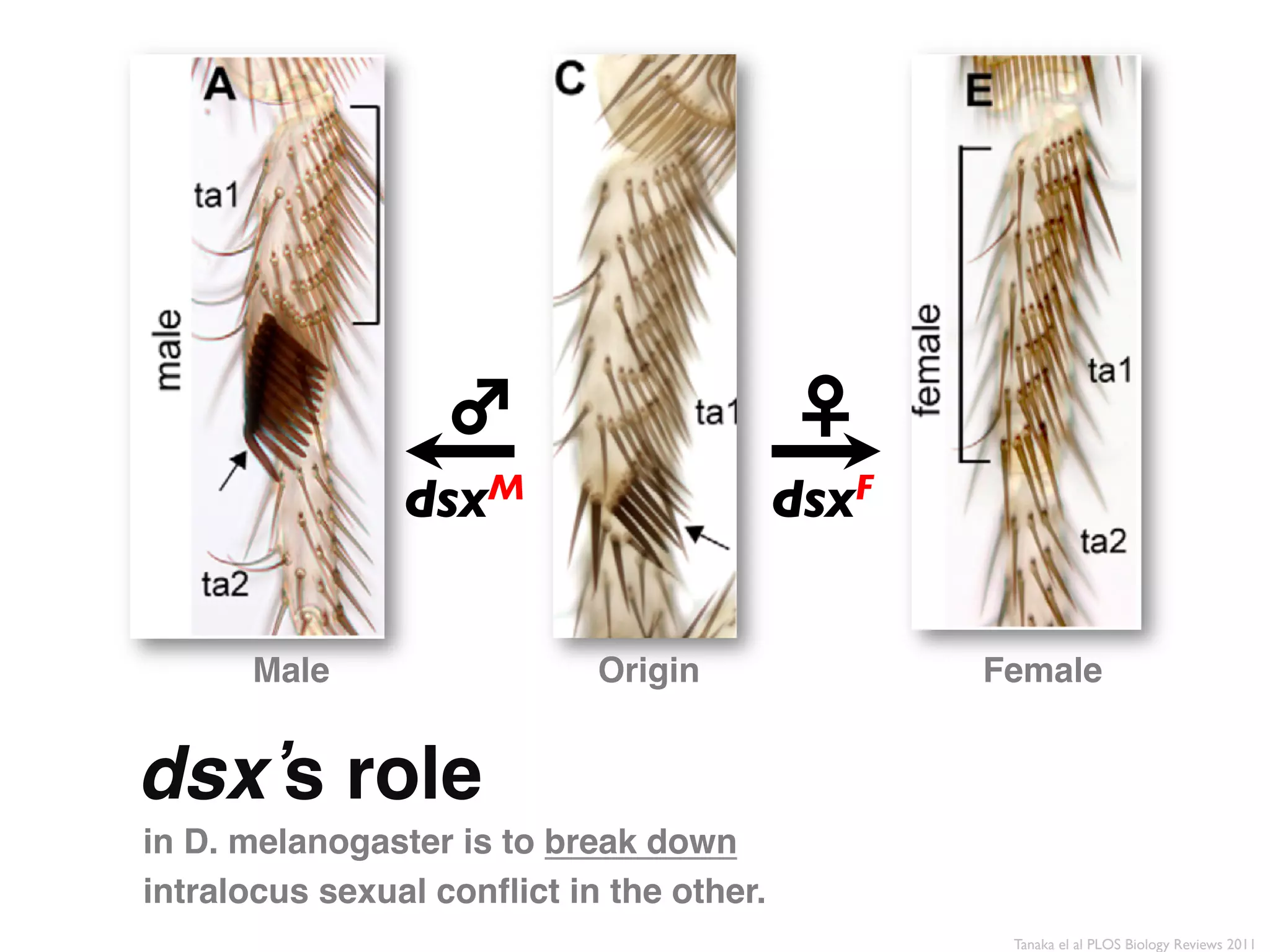 ♂	

                    ♀	

                dsx M	

               dsx F	





      Male"                 Origin"               Female"


dsx s role"
in D. melanogaster is to break down
intralocus sexual conﬂict in the other."
                                                   Tanaka el al PLOS Biology Reviews 2011	

 