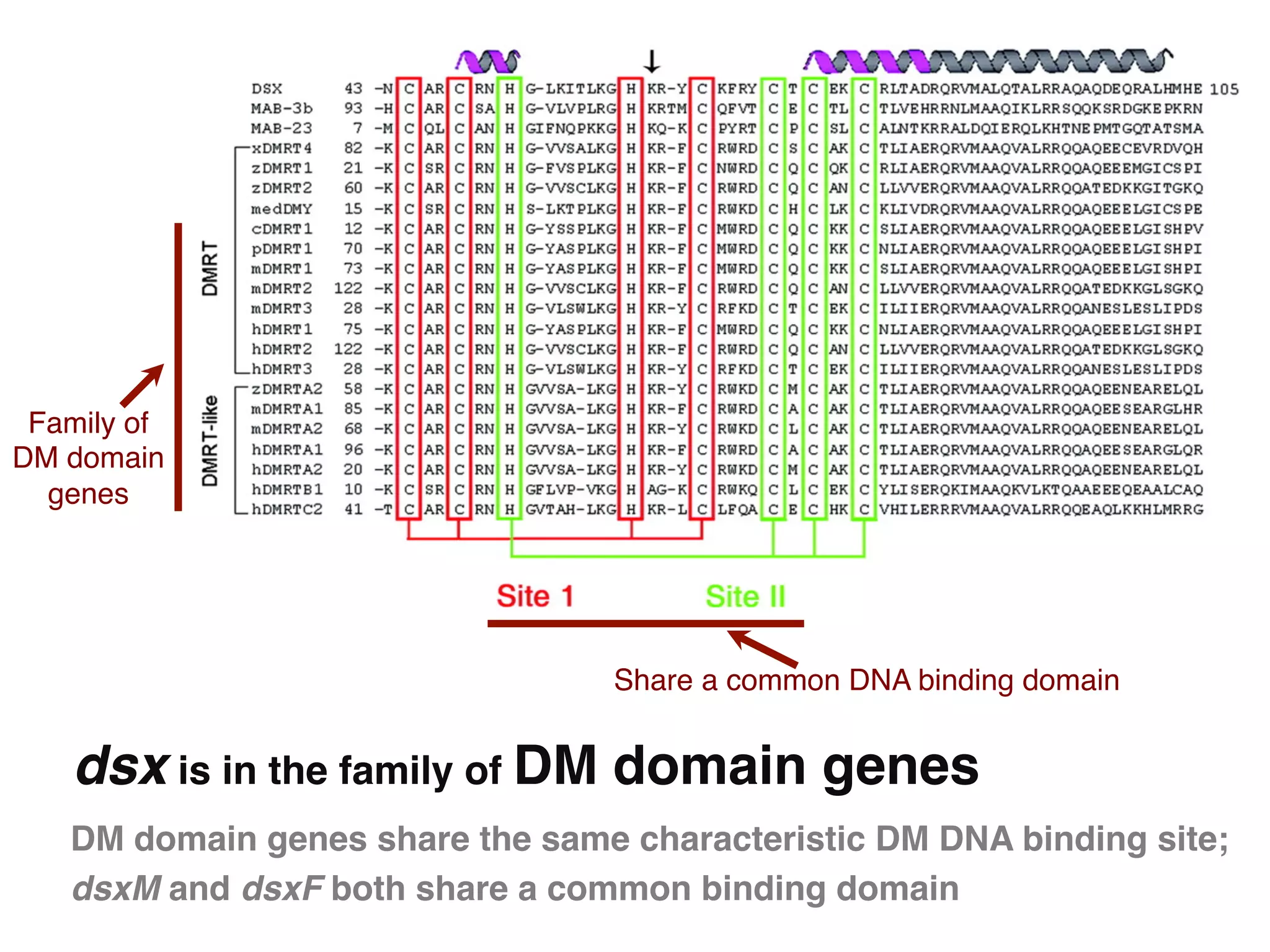 Family of!
DM domain  
  genes!




                                 Share a common DNA binding domain!


    dsx is in the family of DM domain genes"
   DM domain genes share the same characteristic DM DNA binding site;
   dsxM and dsxF both share a common binding domain"
 