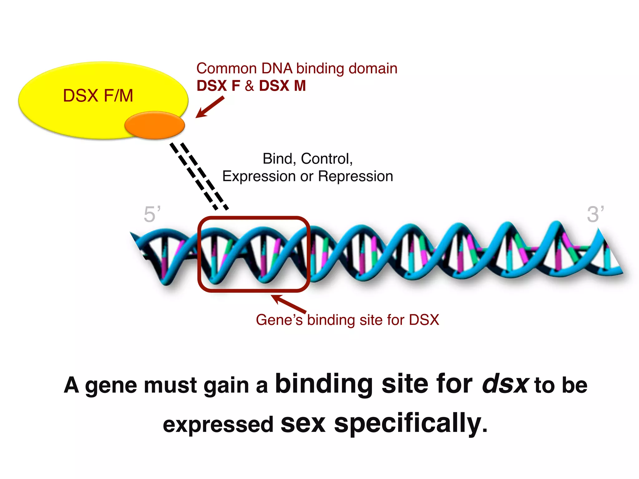Common DNA binding domain 
                 DSX F & DSX M"
DSX F/M!


                         Bind, Control,  
                    Expression or Repression!

           5’!                                         3’!



                        Gene’s binding site for DSX!



A gene must gain a binding    site for dsx to be
             expressed sex speciﬁcally."
 