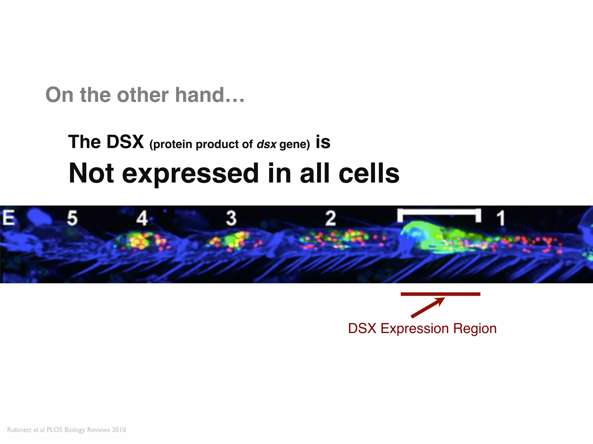 On the other hand…"

                     The DSX (protein product of dsx gene) is  
                     Not expressed in all cells"




                                                                  DSX Expression Region!




Robinett el al PLOS Biology Reviews 2010	

 