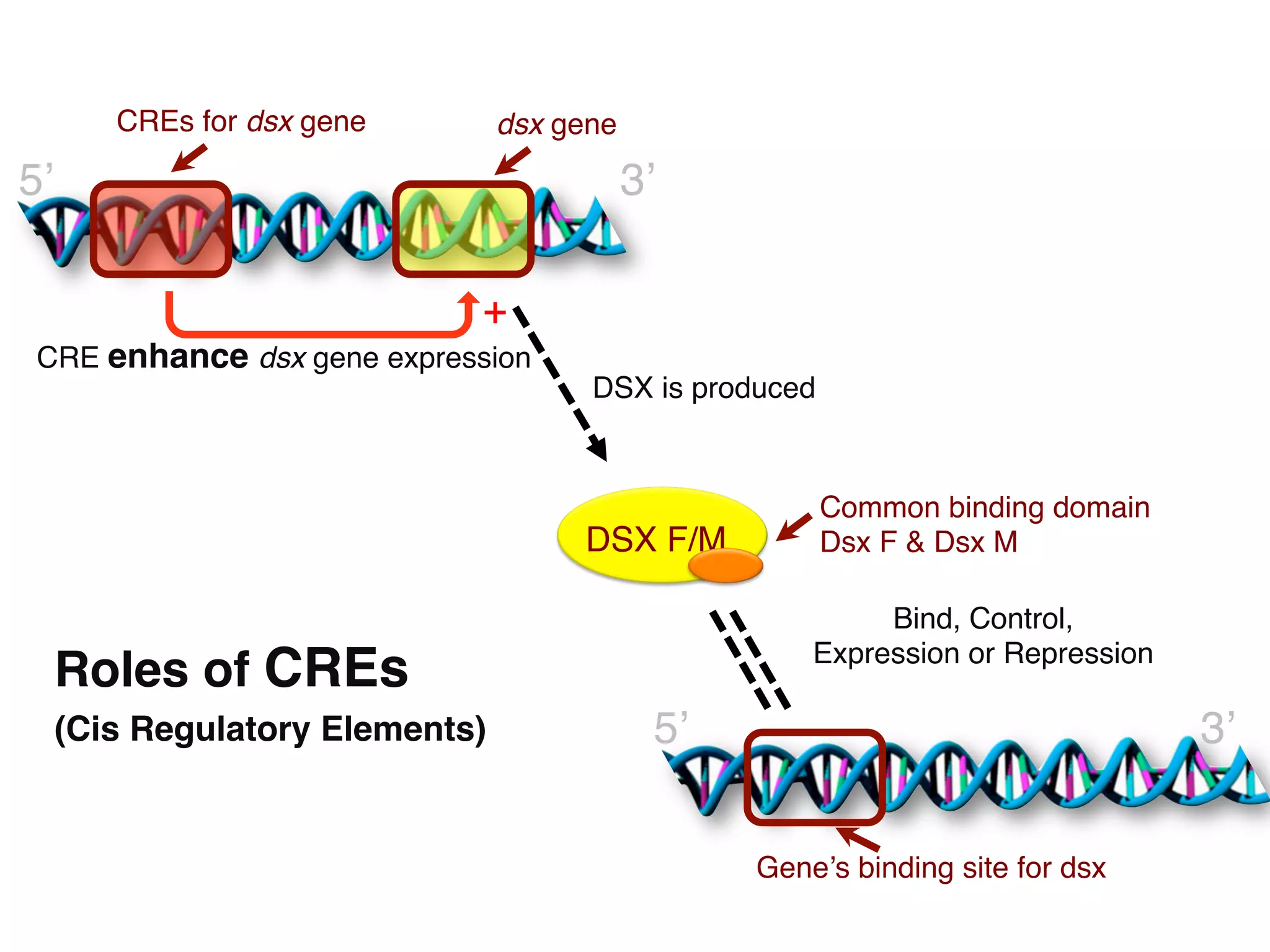 CREs for dsx gene!       dsx gene!

5’!                                    3’!

                             +	

 CRE enhance dsx gene expression!
                                     DSX is produced!



                                                     Common binding domain 
                                     DSX F/M!        Dsx F & Dsx M!

                                                          Bind, Control,  
                                                     Expression or Repression!
  Roles of CREs  
  (Cis Regulatory Elements)"               5’!                                   3’!


                                                 Gene’s binding site for dsx!
 