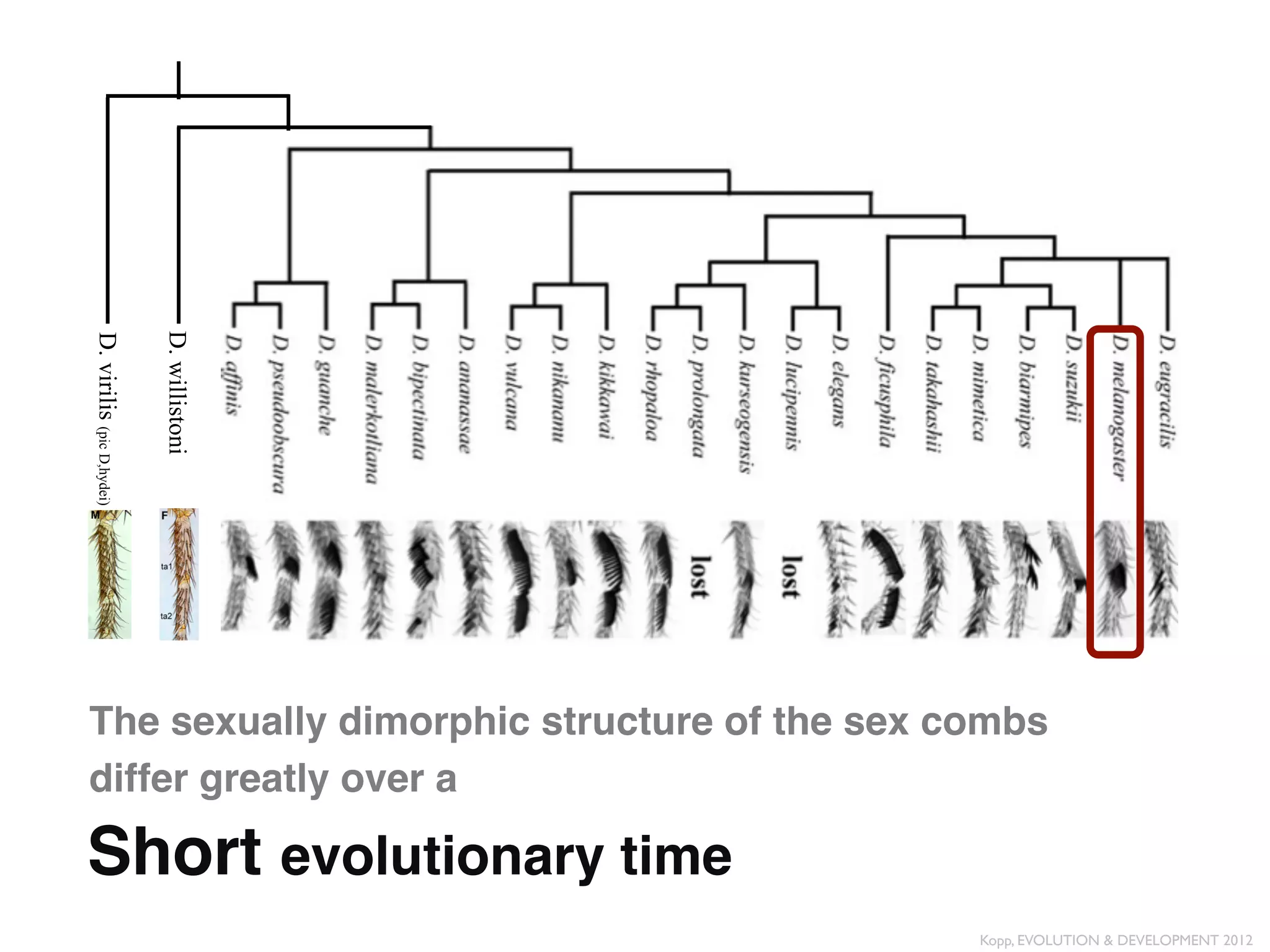 D. willistoni
D. virilis (pic D,hydei)




The sexually dimorphic structure of the sex combs
differ greatly over a "

Short evolutionary time"
                                             Kopp, EVOLUTION & DEVELOPMENT 2012	

 