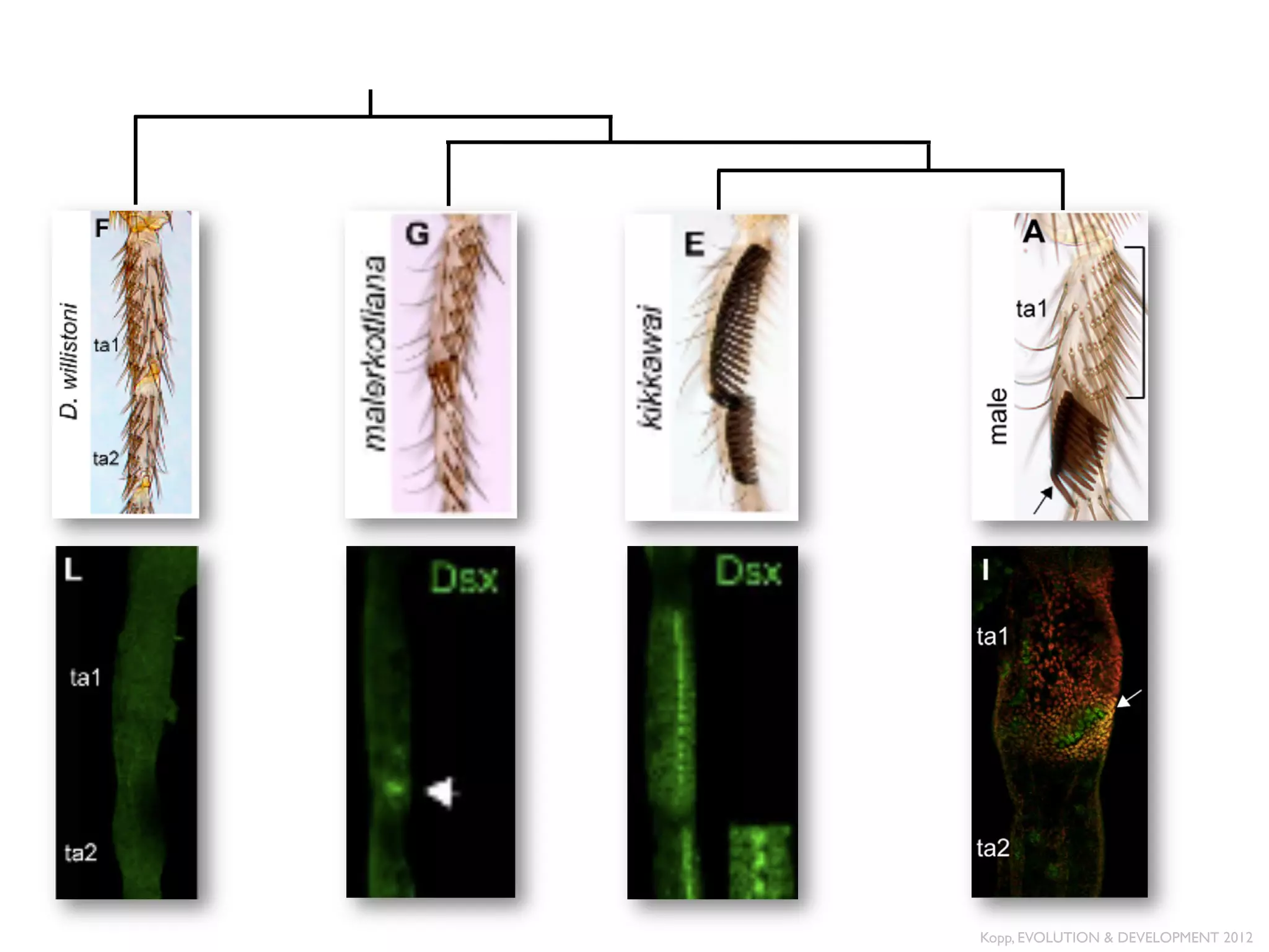 Kopp, EVOLUTION & DEVELOPMENT 2012	

 
