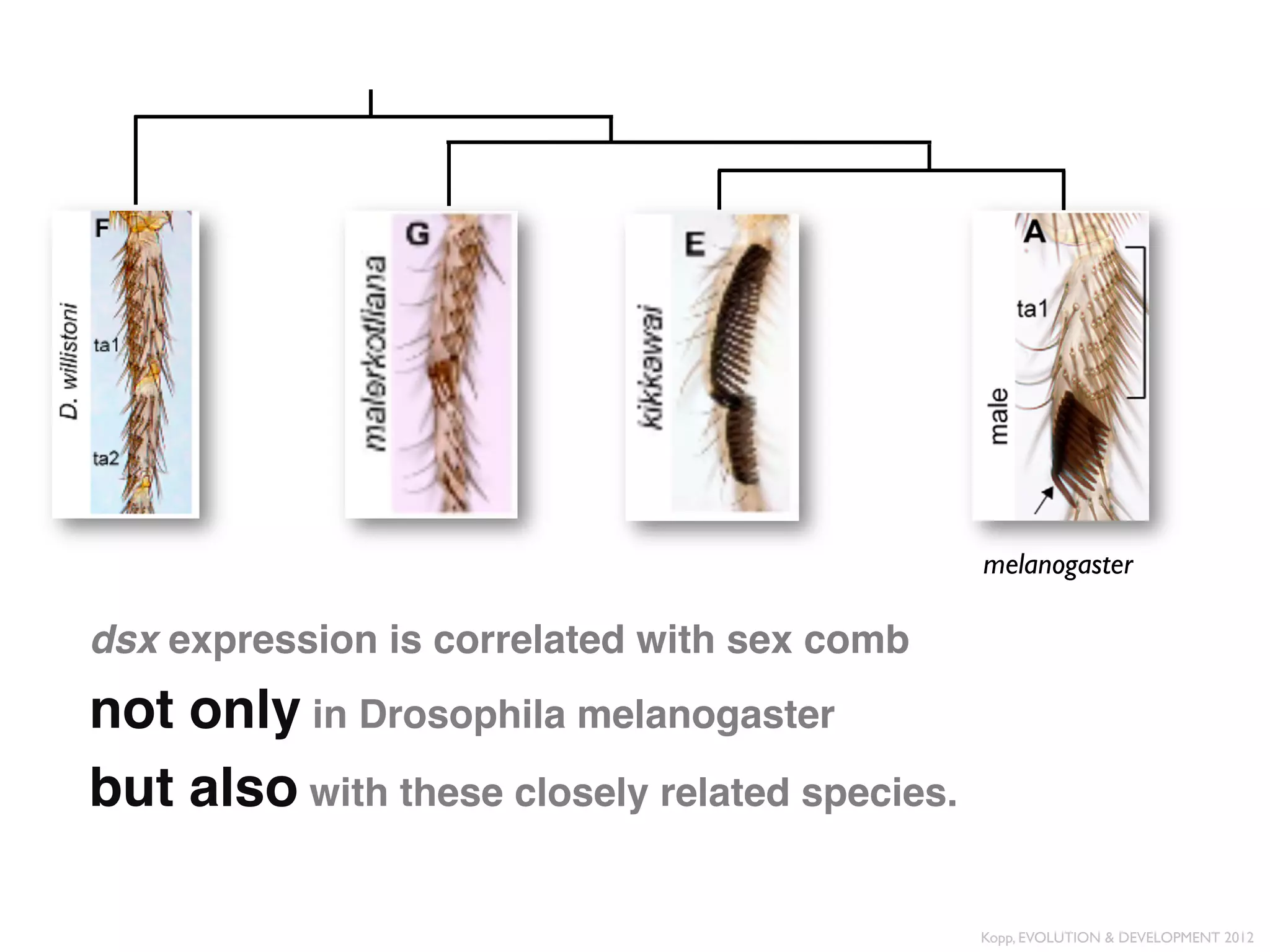 melanogaster	


dsx expression is correlated with sex comb "
not only in Drosophila melanogaster "
but also with these closely related species."

                                                Kopp, EVOLUTION & DEVELOPMENT 2012	

 