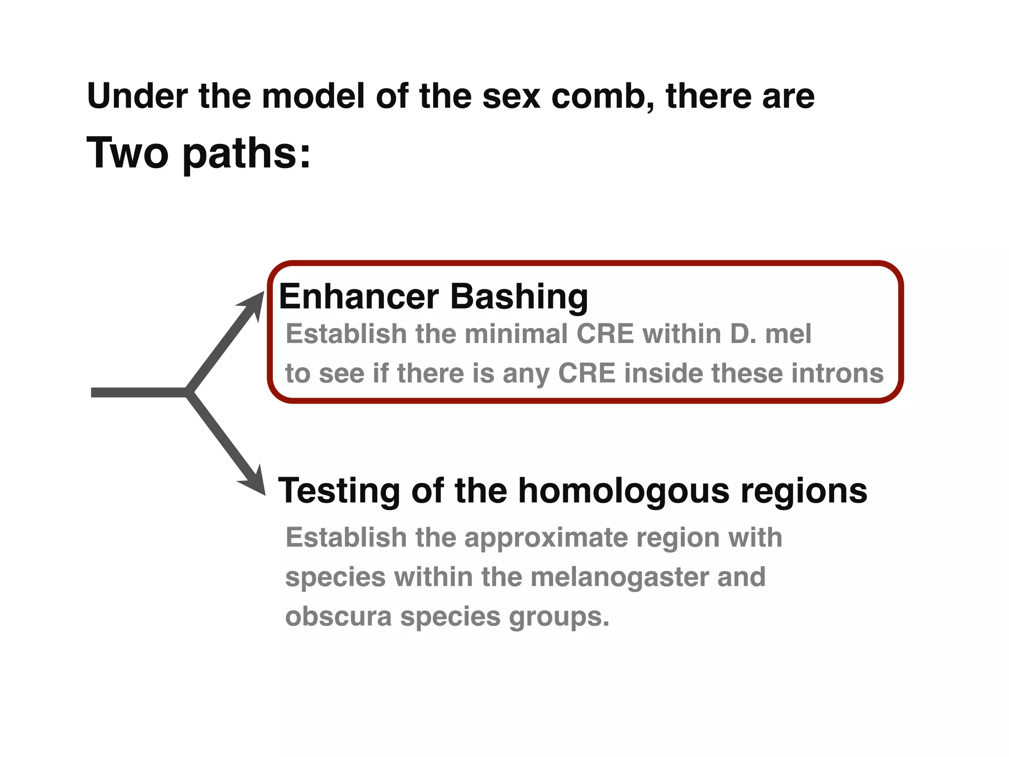 Under the model of the sex comb, there are
Two paths:"


           Enhancer Bashing"
           Establish the minimal CRE within D. mel"
           to see if there is any CRE inside these introns "



           Testing of the homologous regions"
           Establish the approximate region with
           species within the melanogaster and
           obscura species groups."
 