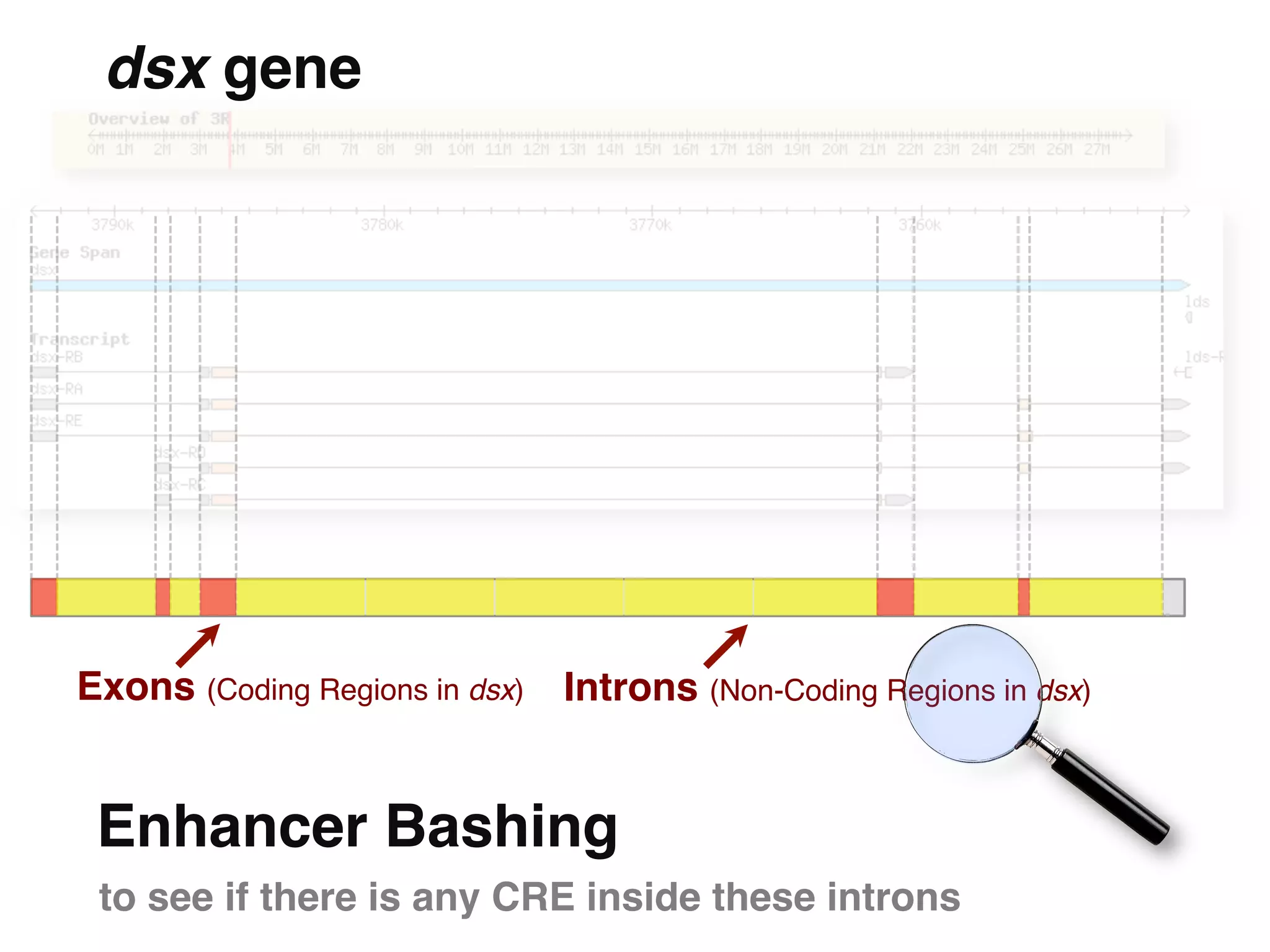 dsx gene"




Exons (Coding Regions in dsx)! Introns (Non-Coding Regions in dsx)!


 Enhancer Bashing"
 to see if there is any CRE inside these introns "
 