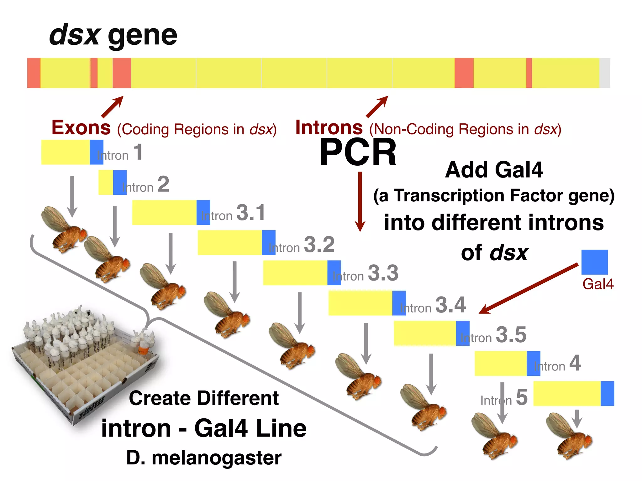 dsx gene"

Exons (Coding Regions in dsx)! Introns (Non-Coding Regions in dsx)!
     Intron   1"                           PCR!                Add Gal4  
         Intron    2"                               (a Transcription Factor gene)  
                        Intron   3.1"                  into different introns  
                                    Intron 3.2"
                                                                   of dsx!
                                              Intron 3.3"
                                                                                      Gal4!
                                                         Intron 3.4"

                                                                  Intron 3.5"

                                                                              Intron 4"

          Create Different                                           Intron   5"
      intron - Gal4 Line  
          D. melanogaster "
 