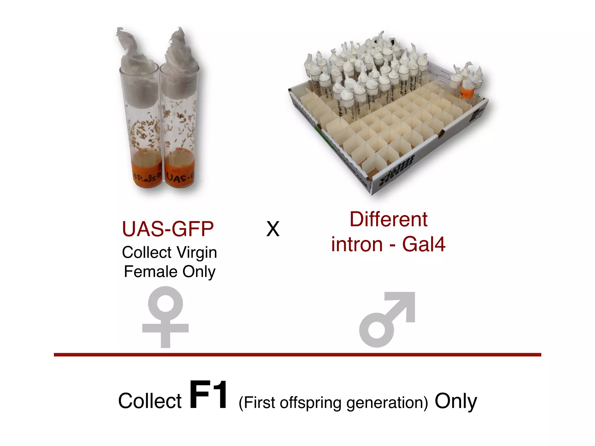 UAS-GFP!           X!        Different  
Collect Virgin             intron - Gal4!
Female Only!



 ♀	

                         ♂	

Collect   F1 (First offspring generation) Only!
 
