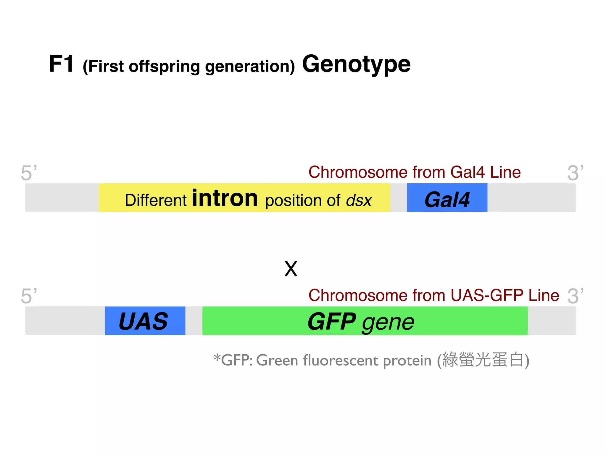 F1 (First offspring generation) Genotype"



5’!                                    Chromosome from Gal4 Line!    3’!
              Different intron position of dsx!     Gal4!


                                  X!
5’!                                    Chromosome from UAS-GFP Line! 3’!
             UAS!                      GFP gene!
                         *GFP: Green ﬂuorescent protein (綠螢光蛋白)	

 