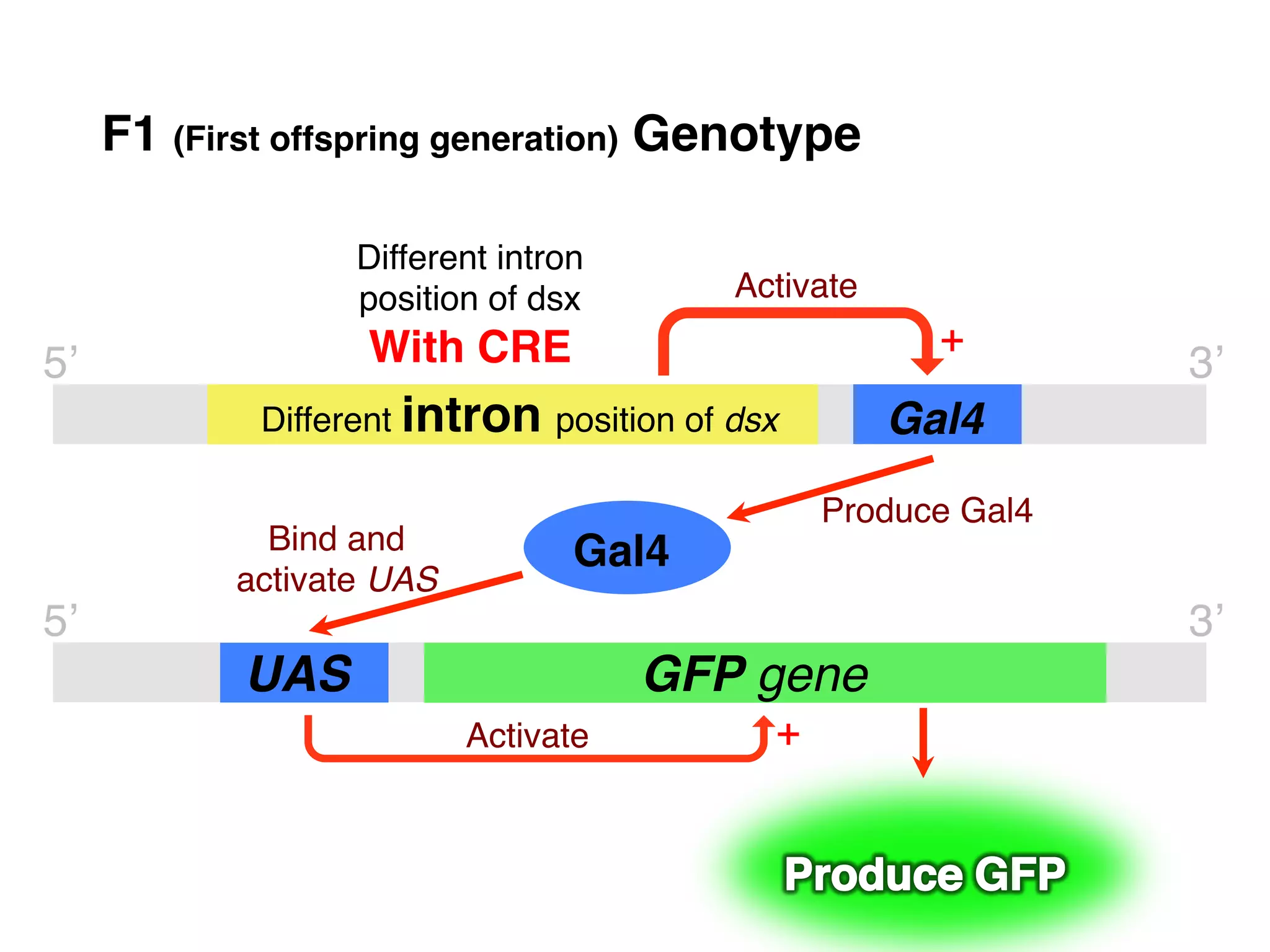 F1 (First offspring generation) Genotype"

                    Different intron  
                    position of dsx!        Activate!

5’!                  With CRE"                             +	

      3’!
              Different intron position of dsx!         Gal4!
                                                     Produce Gal4!
               Bind and             Gal4"
             activate UAS!
5’!                                                                  3’!
             UAS!                        GFP gene!
                             Activate!        +	

 