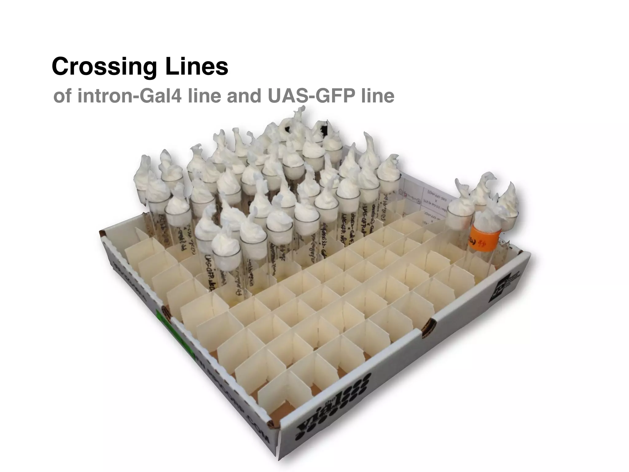 Crossing Lines"
of intron-Gal4 line and UAS-GFP line"
 