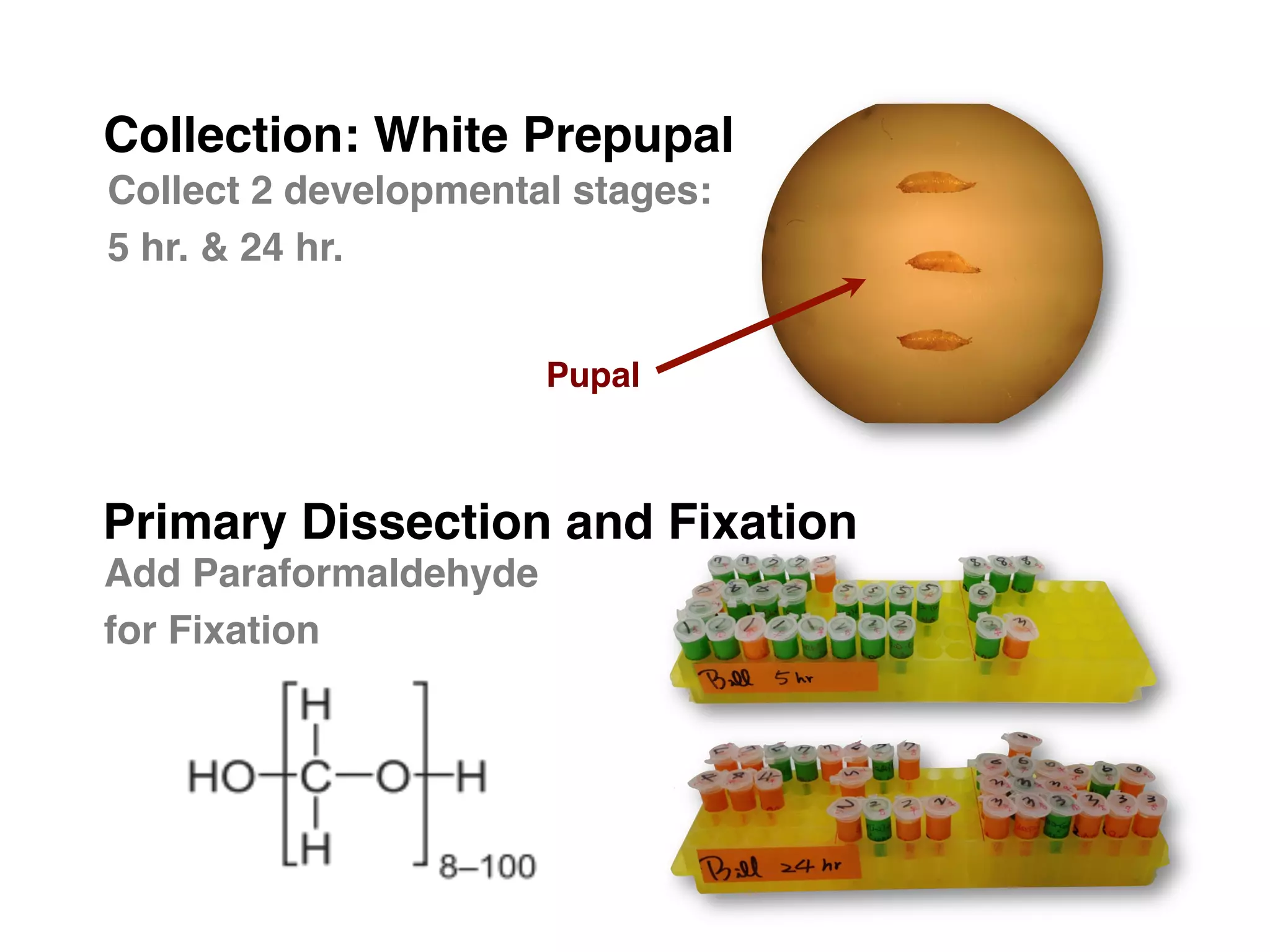Collection: White Prepupal	

Collect 2 developmental stages: "
5 hr. & 24 hr."


                        Pupal"



Primary Dissection and Fixation	

Add Paraformaldehyde 
for Fixation"
 
