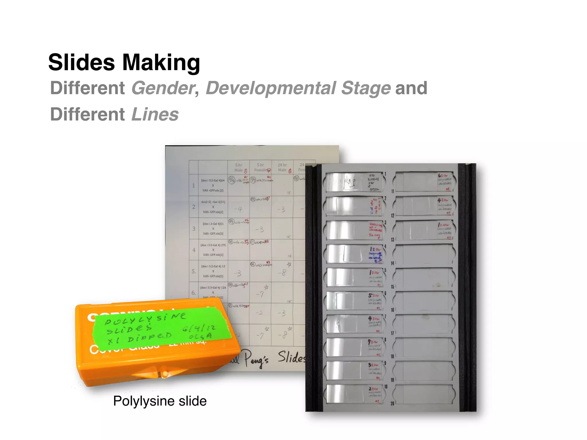 Slides Making"
Different Gender, Developmental Stage and
Different Lines!




      Polylysine slide!
 