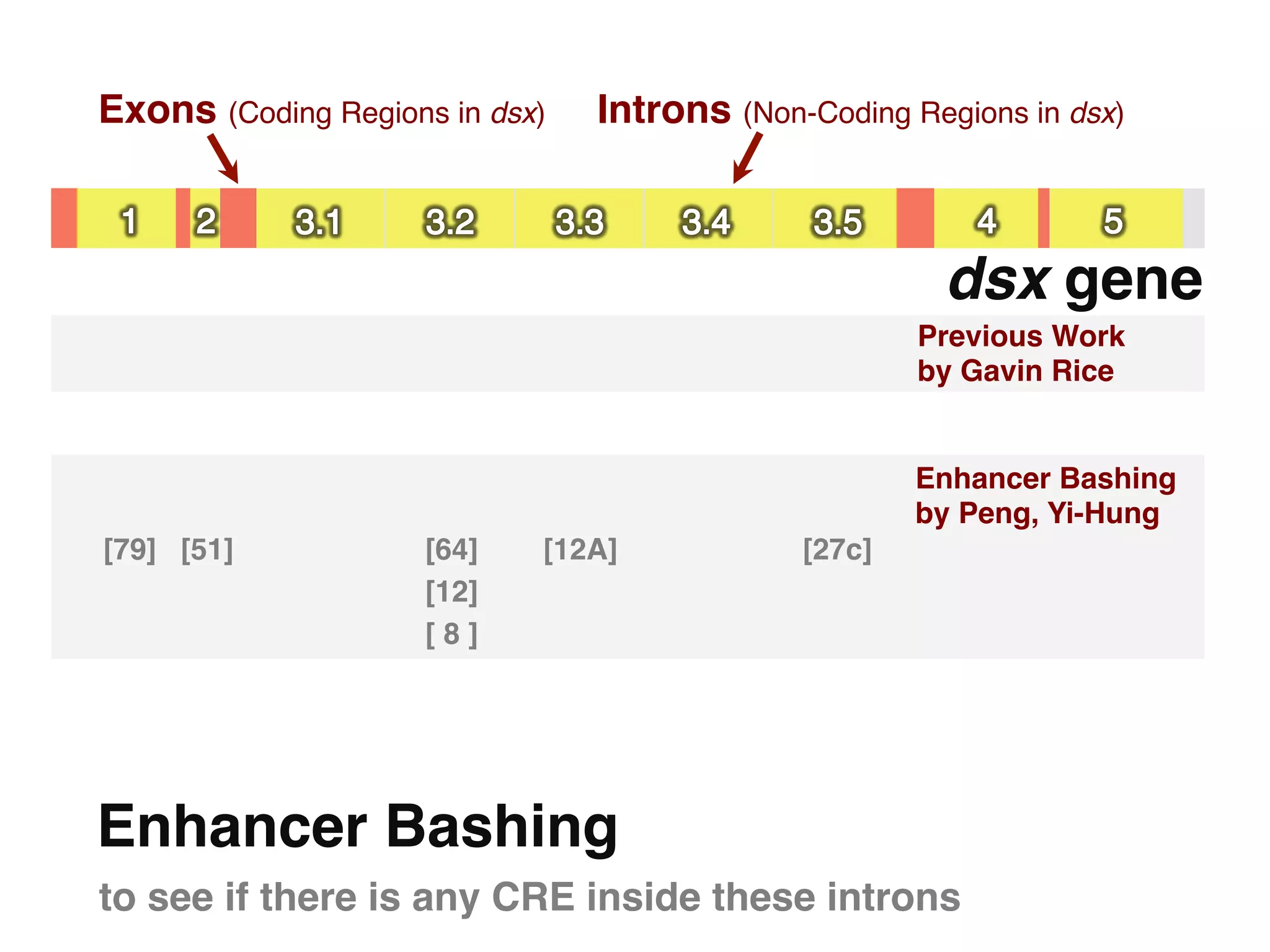 Exons (Coding Regions in dsx)!    Introns (Non-Coding Regions in dsx)!



                                                         dsx gene"
                                                        Previous Work  
                                                        by Gavin Rice!


                                                        Enhancer Bashing  
                                                        by Peng, Yi-Hung!
[79]! [51]!          [64]!    [12A]!           [27c]!
                     [12]!
                     [ 8 ]!




Enhancer Bashing"
to see if there is any CRE inside these introns "
 