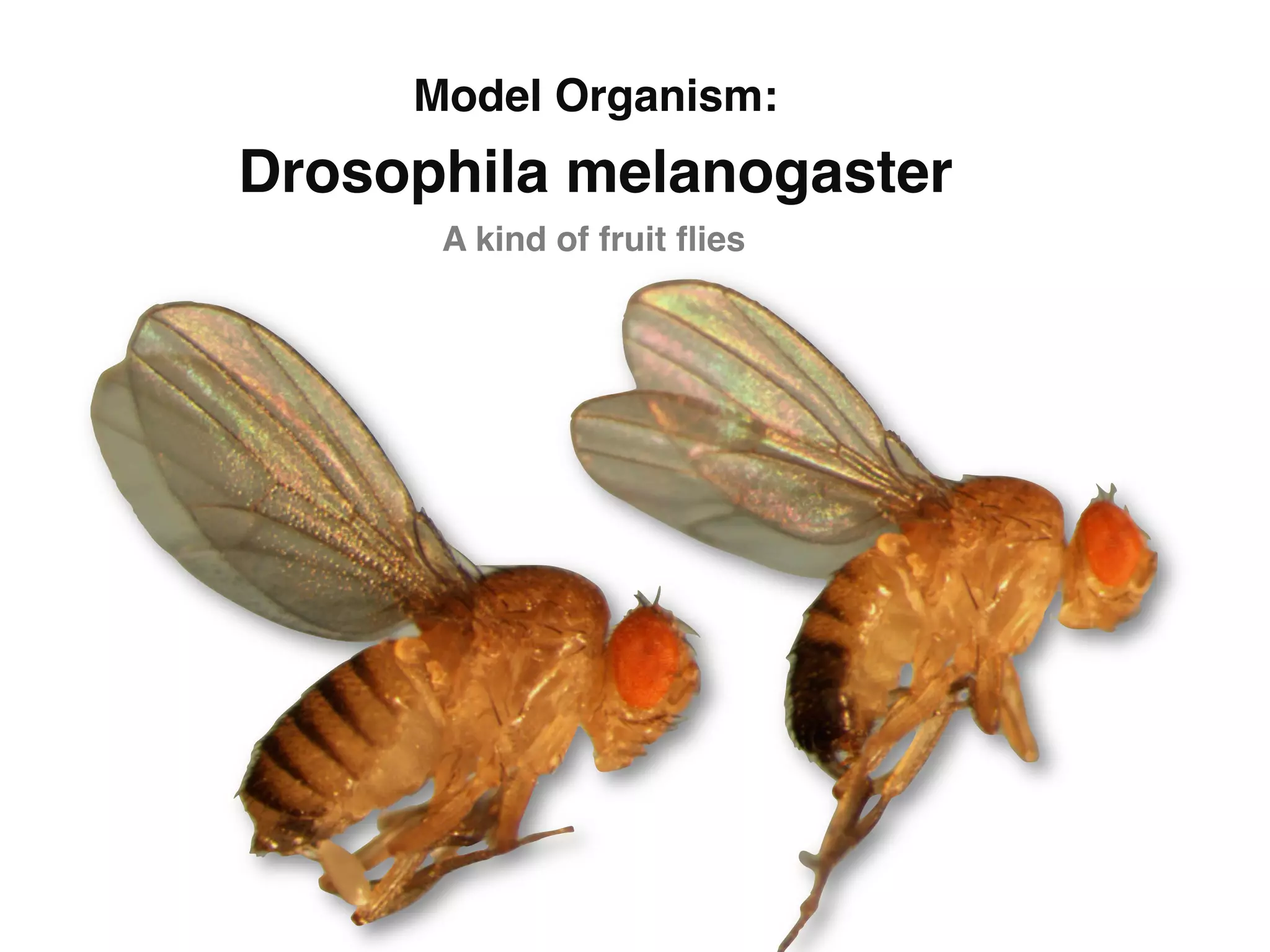 Model Organism: 
Drosophila melanogaster"
      A kind of fruit ﬂies"
 