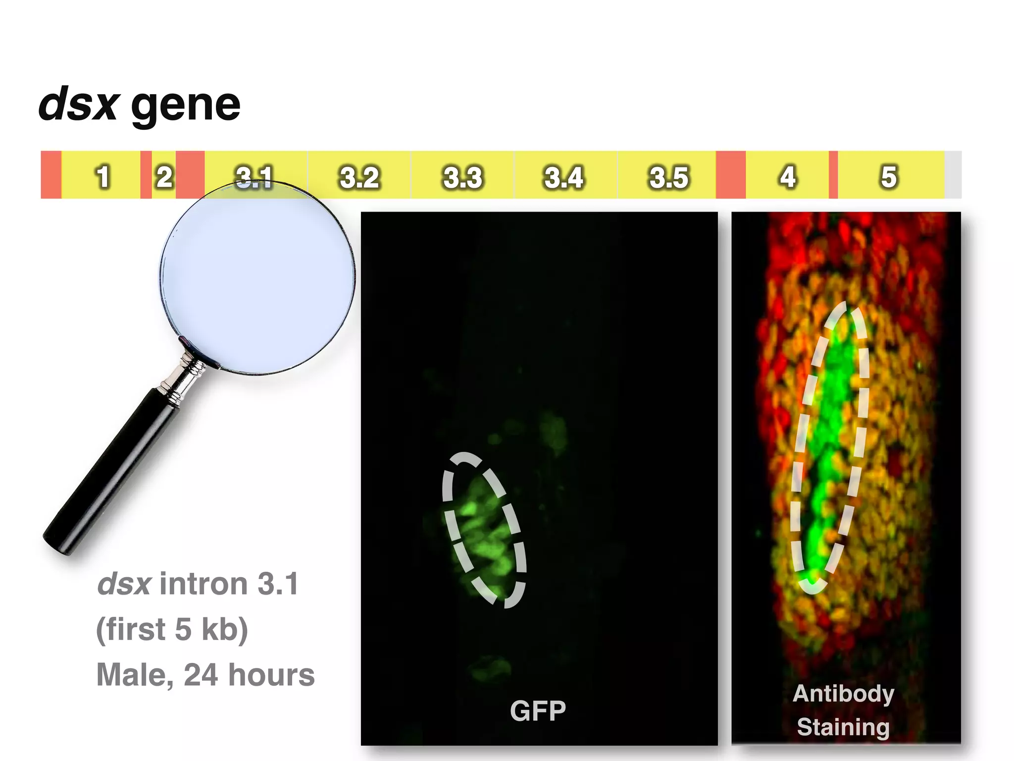dsx gene"




  dsx intron 3.1  
  (ﬁrst 5 kb)"
  Male, 24 hours"
                            Antibody
                     GFP"
                            Staining"
 